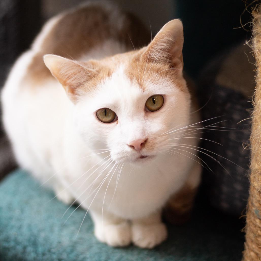 Enlarge Armando the Brave, a Adoptable Domestic Short Hair in Cumming, GA image 4/6