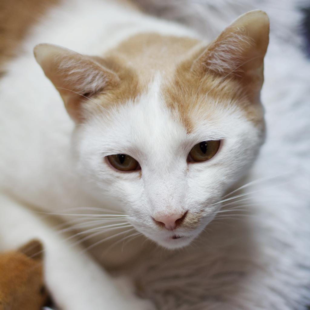 Armando the Brave, a Adoptable Domestic Short Hair in Cumming, GA image 3/4