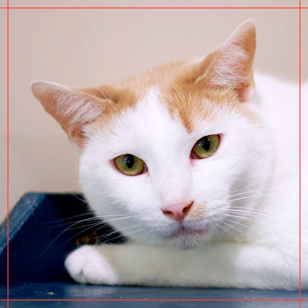 Armando the Brave, a Adoptable Domestic Short Hair in Cumming, GA image 4/4