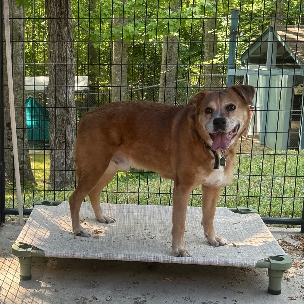 oNice, Adoptable, Senior Male Boxer & Mixed Breed.
