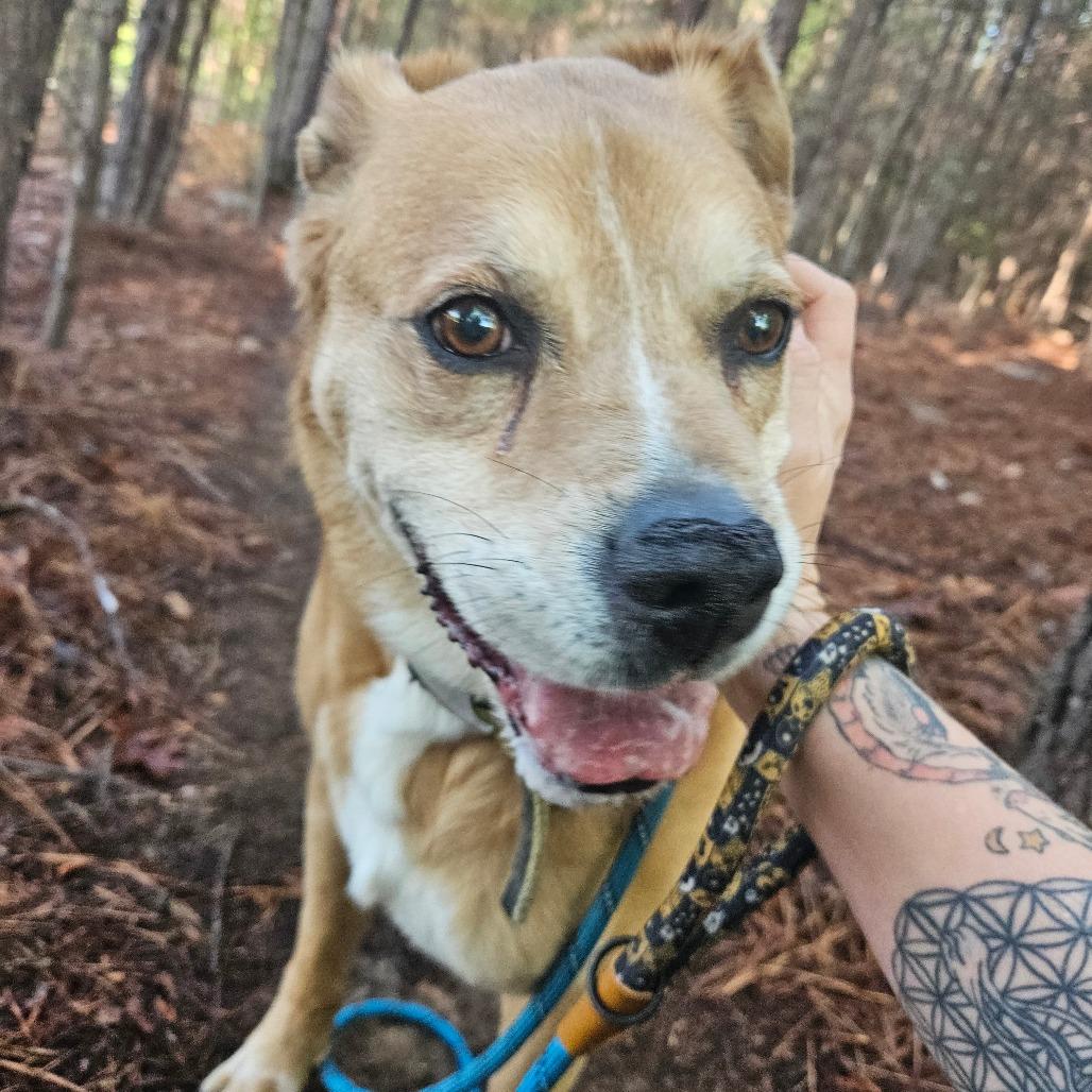 oNice, a Adoptable mixed breed in Columbus, NC image 2/6