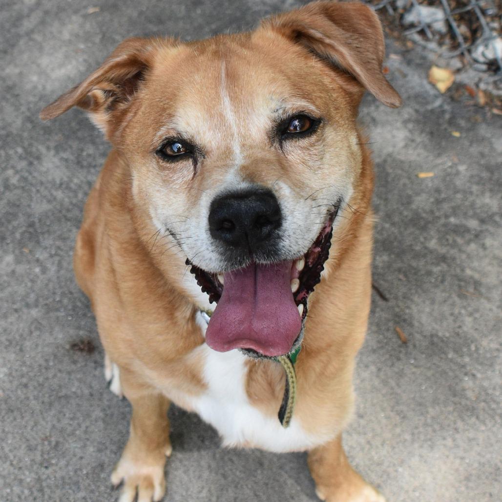 oNice, a Adoptable mixed breed in Columbus, NC image 3/6