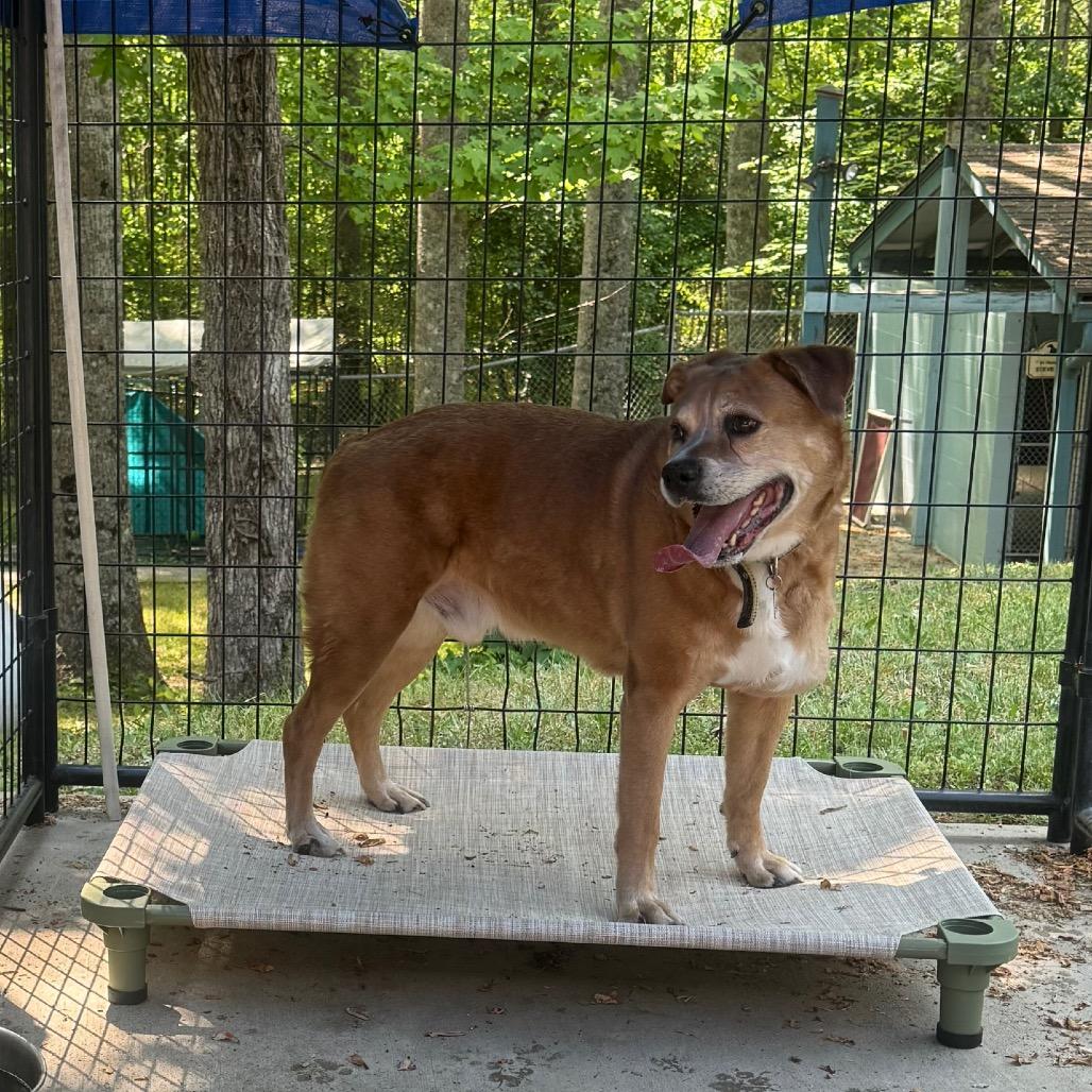 oNice, a Adoptable mixed breed in Columbus, NC image 4/6