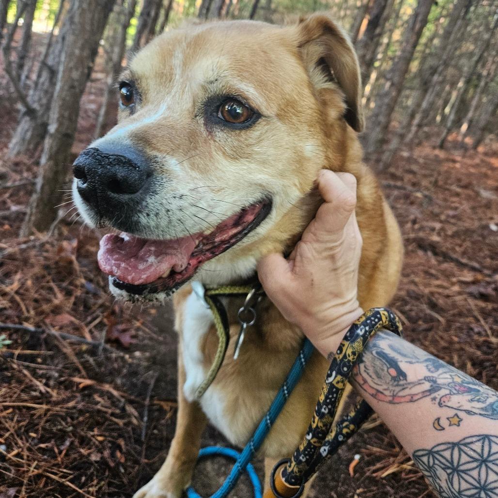 oNice, a Adoptable mixed breed in Columbus, NC image 5/6