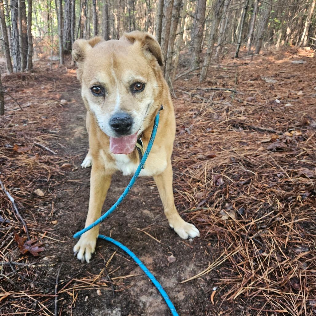 oNice, a Adoptable mixed breed in Columbus, NC image 6/6