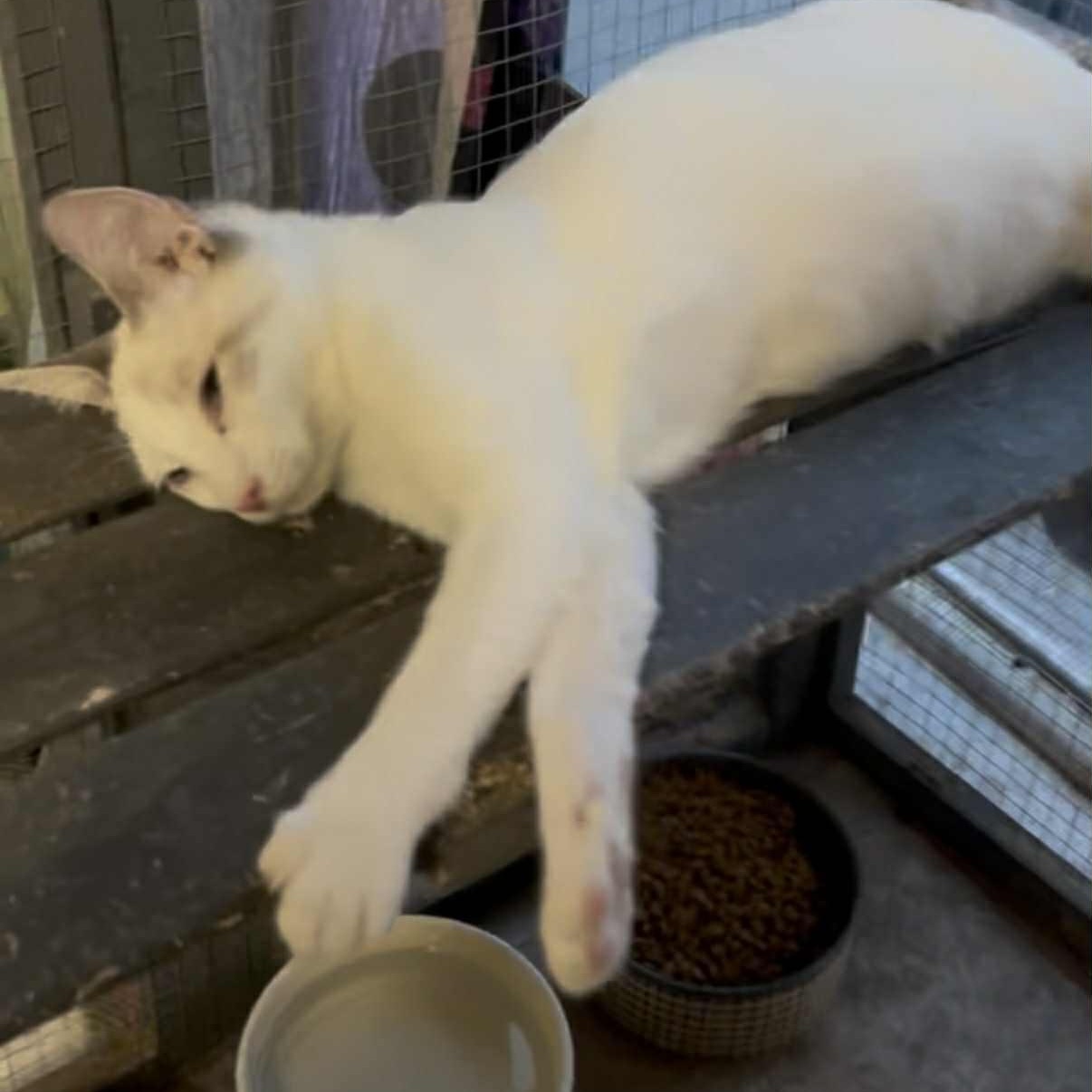 Enlarge Triscuit, a Adoptable mixed breed in Antioch, CA image 2/2