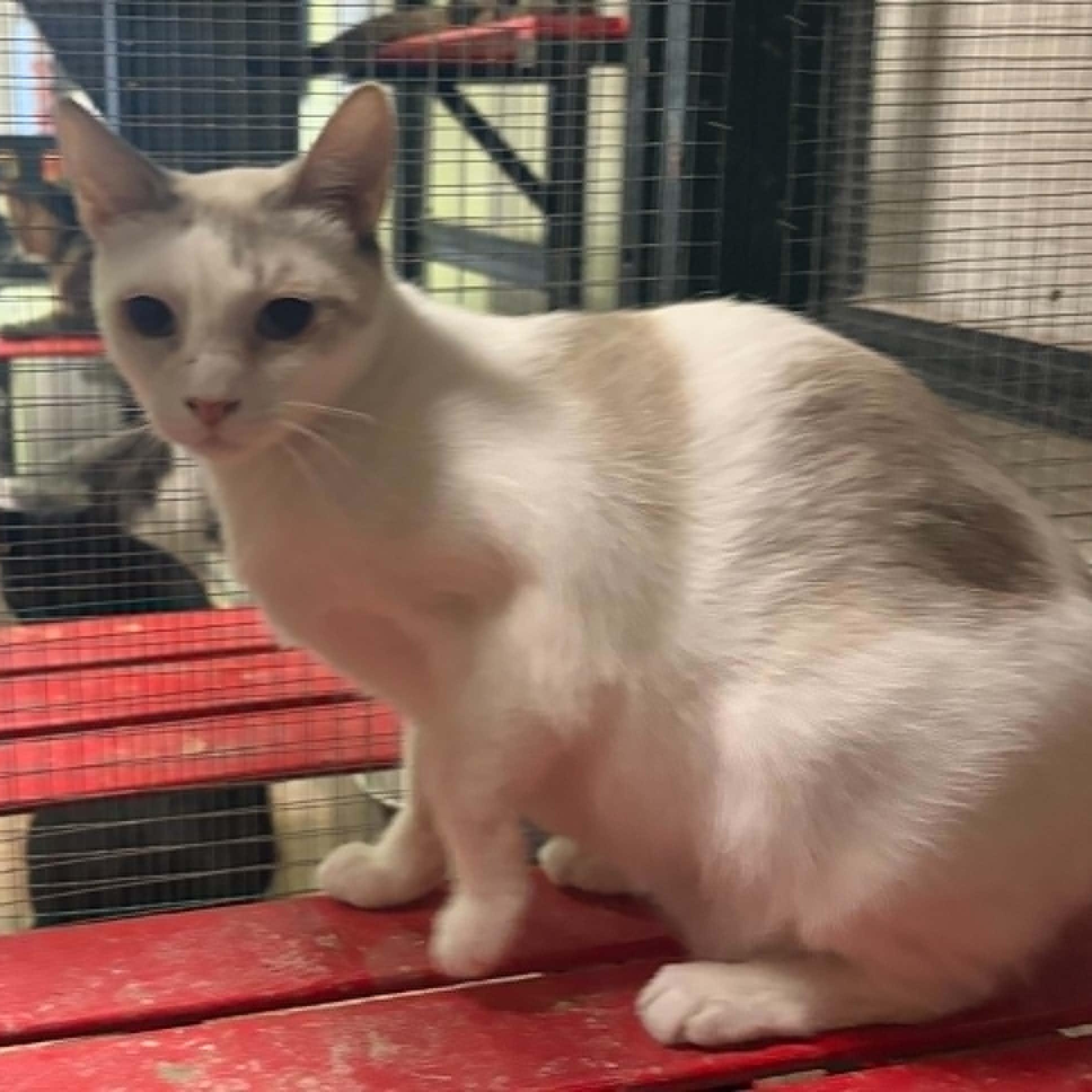 Enlarge Triscuit, a Adoptable mixed breed in Antioch, CA image 4/4