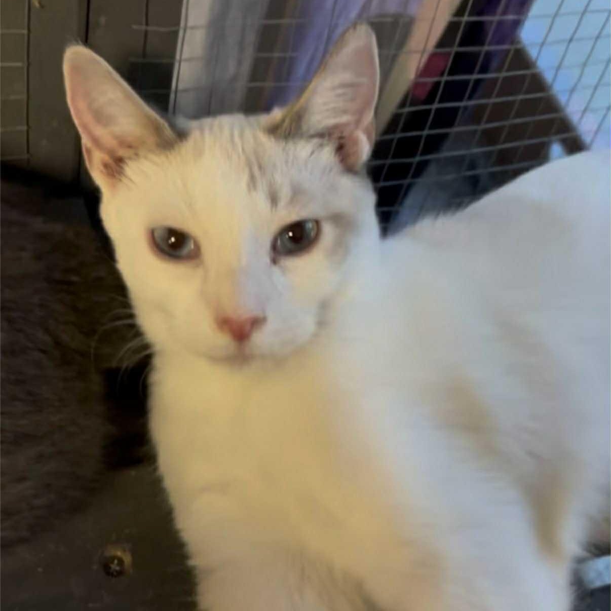 Triscuit, Adoptable, Young Female Domestic Short Hair.