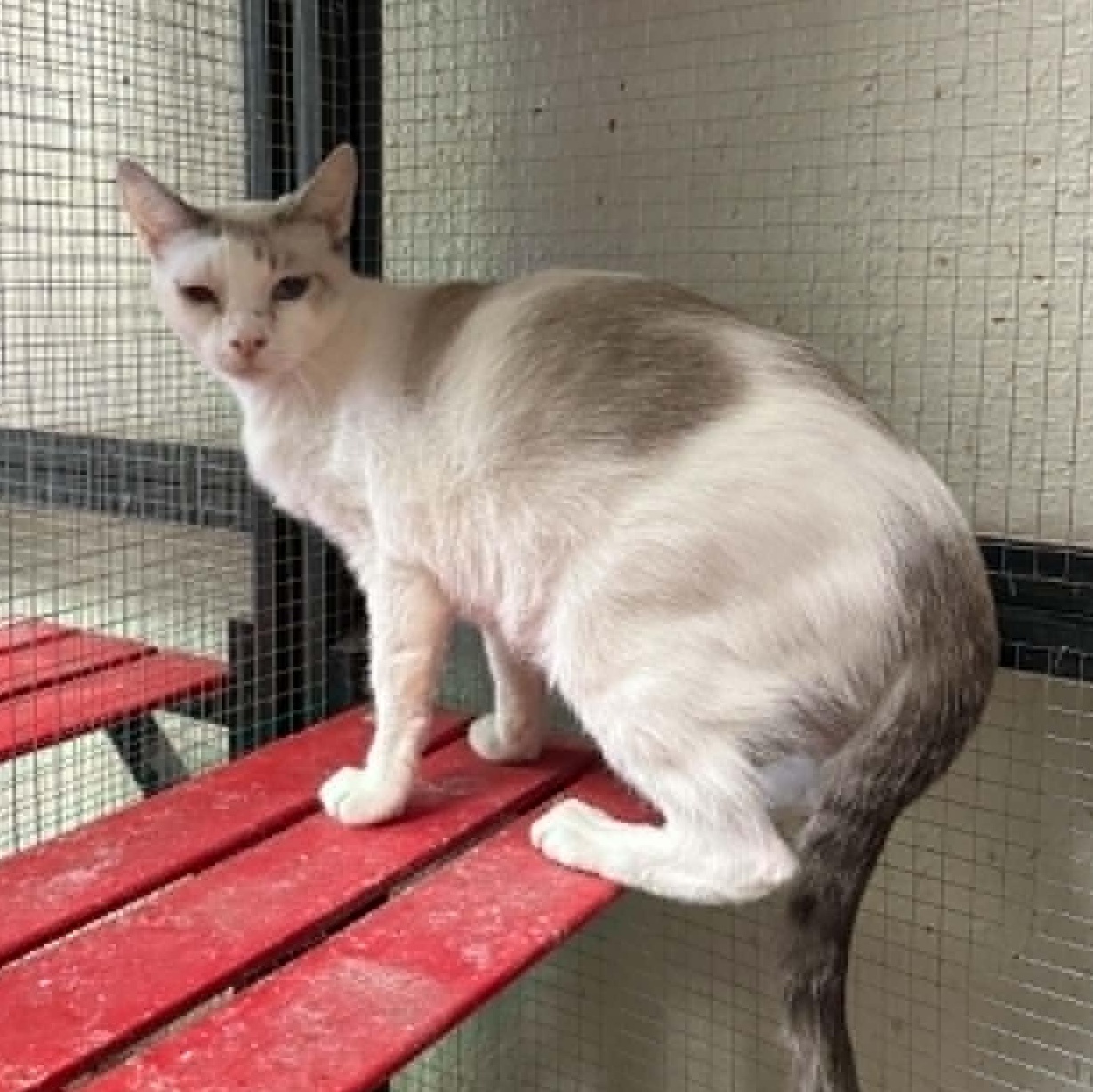Enlarge Triscuit, a Adoptable mixed breed in Antioch, CA image 1/4