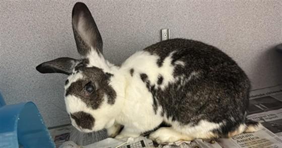 SAGE, Adoptable, Adult Female English Spot.