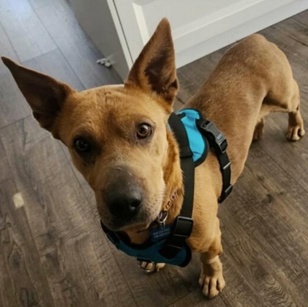 Miranda, a ADOPTABLE mixed breed in Naperville, IL image 6/6
