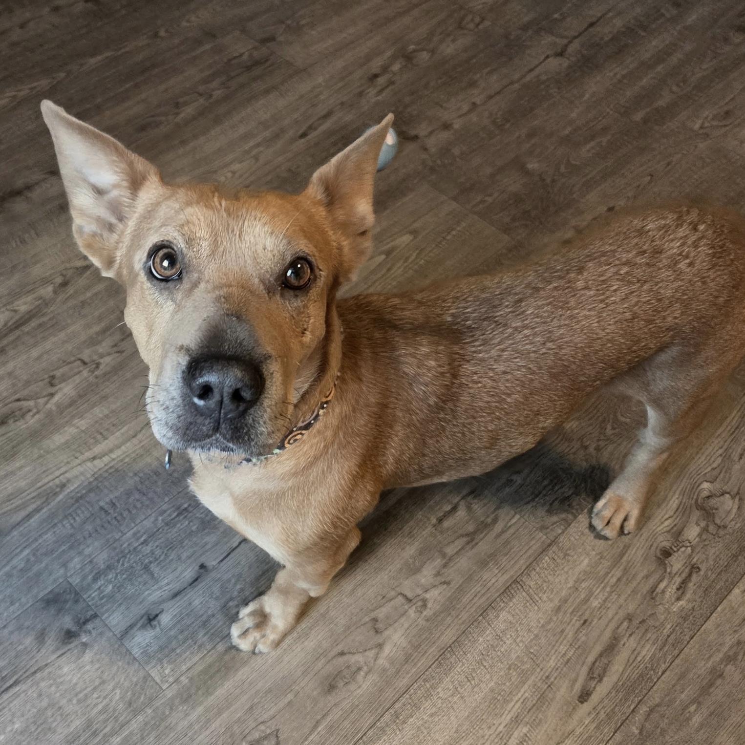 Miranda, a ADOPTABLE mixed breed in Naperville, IL image 5/6
