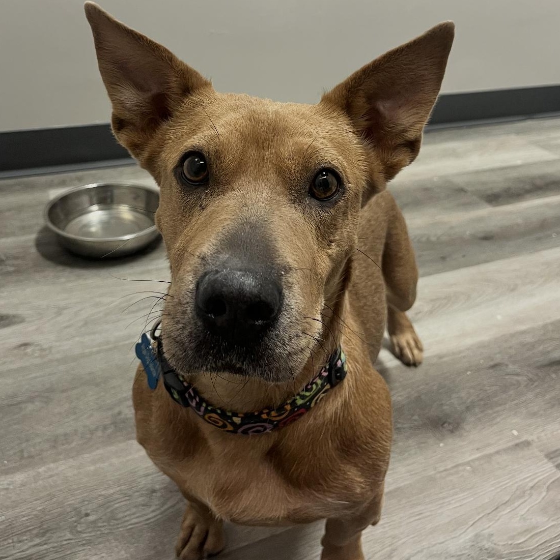 Miranda, a ADOPTABLE mixed breed in Naperville, IL image 1/6