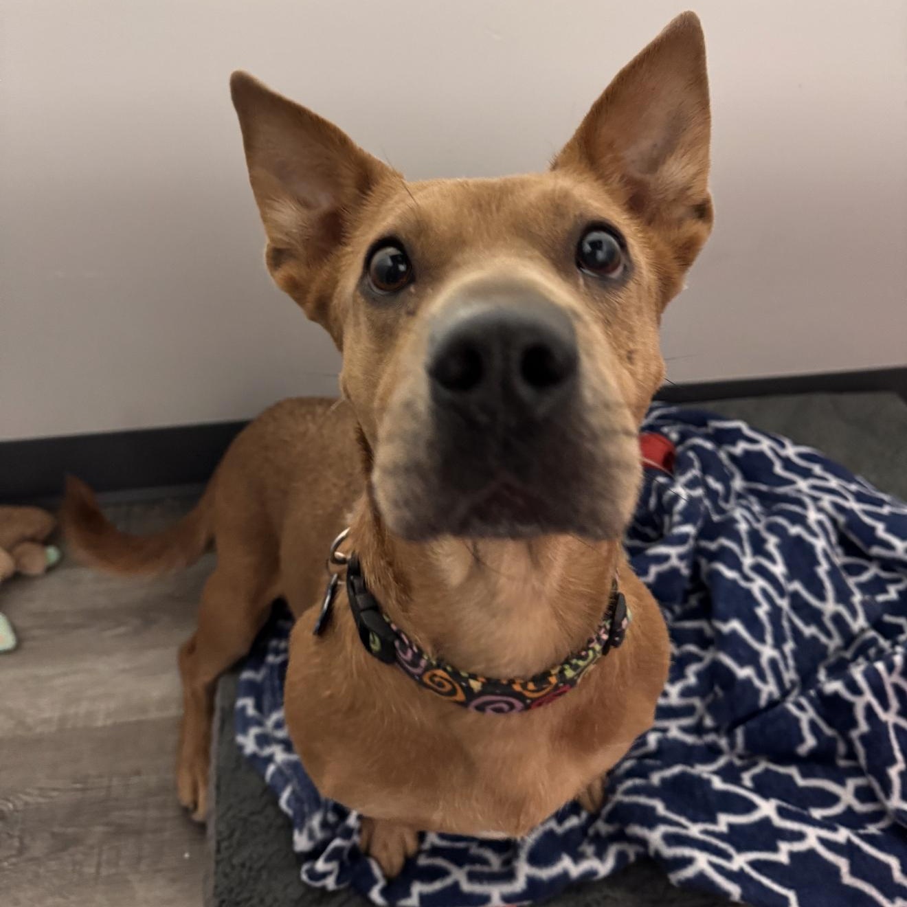 Miranda, a ADOPTABLE mixed breed in Naperville, IL image 3/6