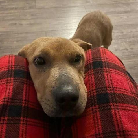 Miranda, a ADOPTABLE mixed breed in Naperville, IL image 4/6