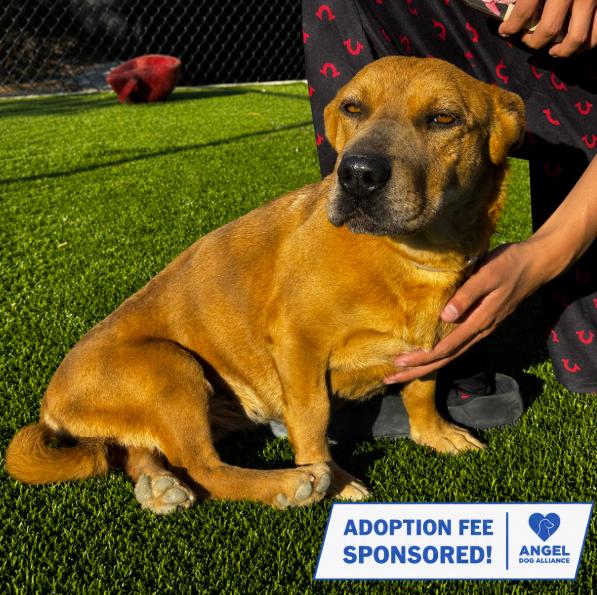 Miranda, a ADOPTABLE mixed breed in Naperville, IL image 2/6