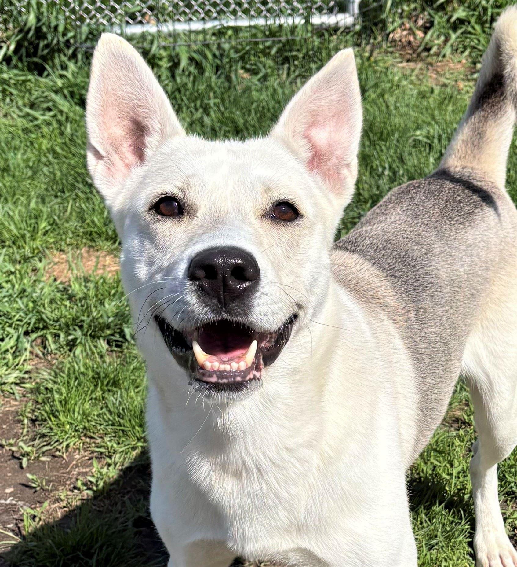 Ilya, ADOPTABLE, Adult Male Siberian Husky.