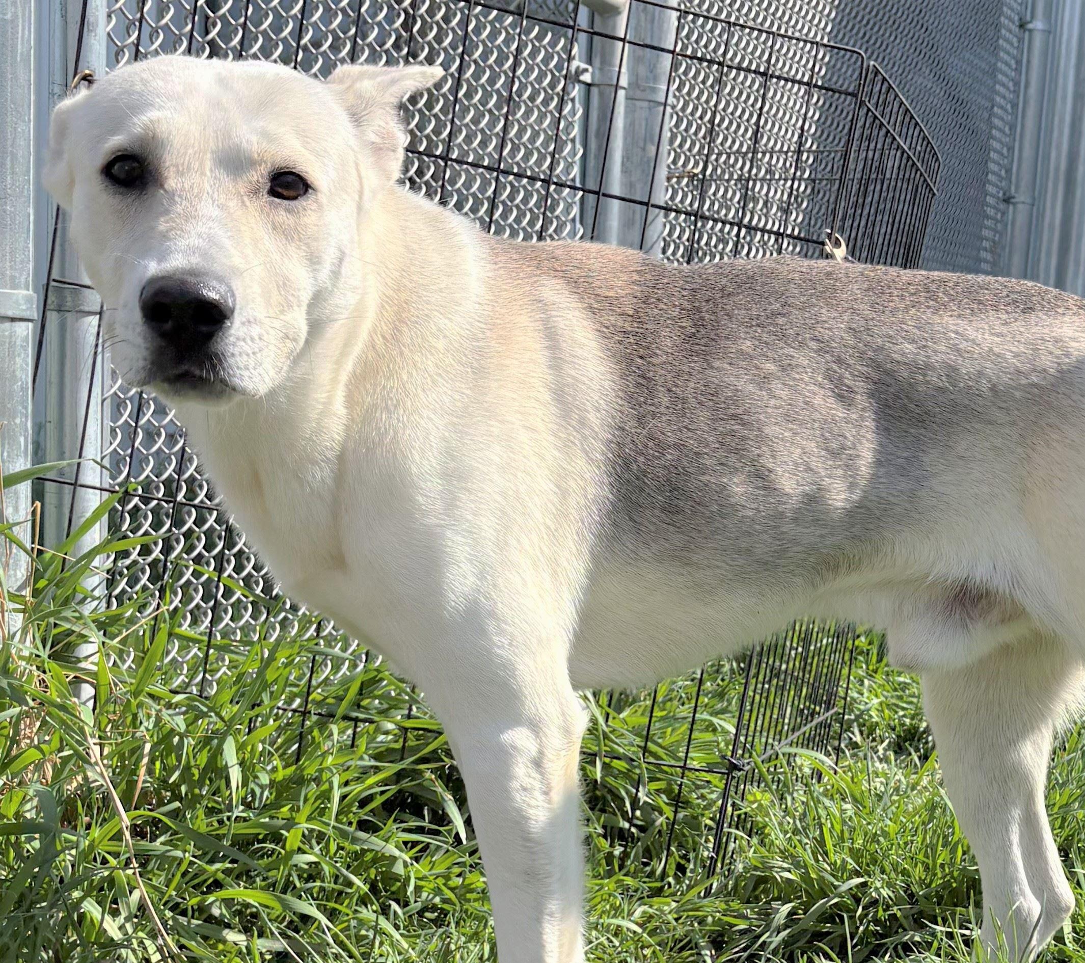 Enlarge Ilya, a ADOPTABLE mixed breed in Iowa City, IA image 3/3