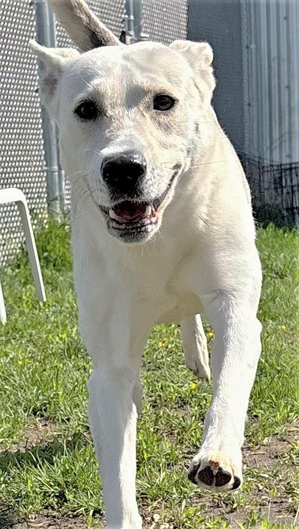 Enlarge Ilya, a ADOPTABLE mixed breed in Iowa City, IA image 2/3