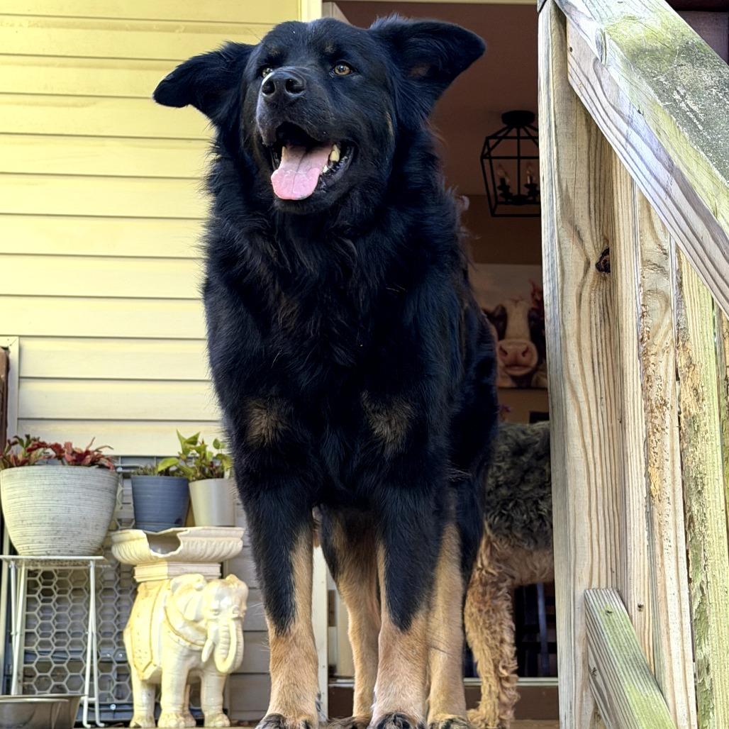 Coach, a Adoptable mixed breed in Rossville, GA image 1/6