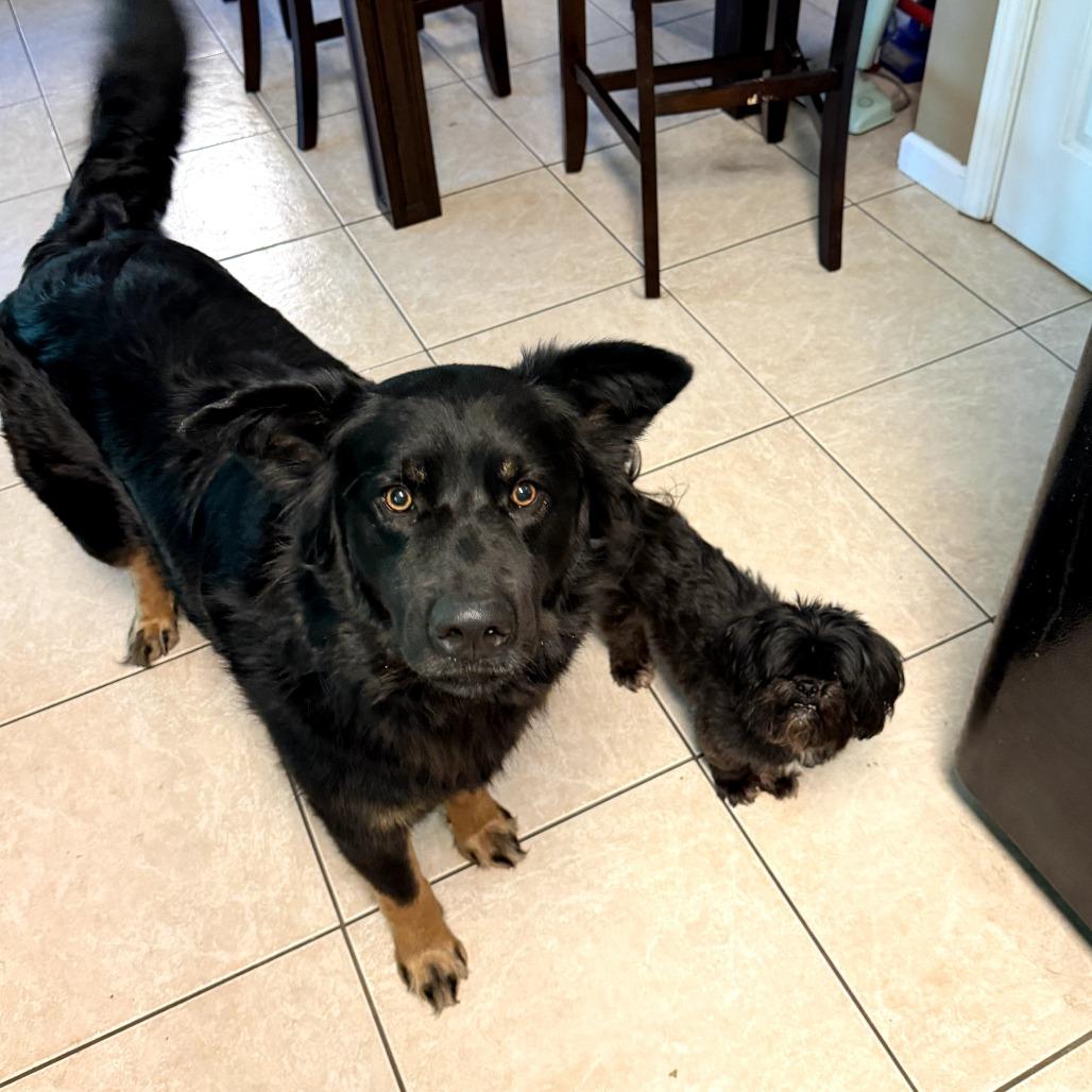 Coach, a Adoptable mixed breed in Rossville, GA image 2/6