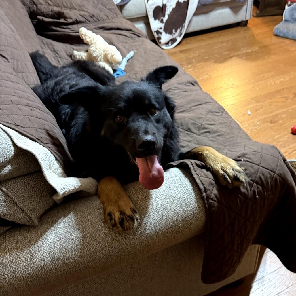 Coach, a Adoptable mixed breed in Rossville, GA image 3/6