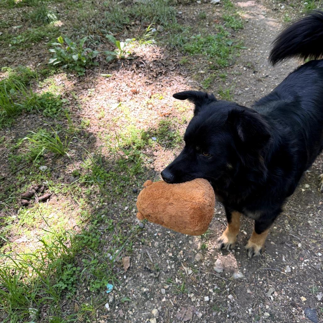 Coach, a Adoptable mixed breed in Rossville, GA image 4/6