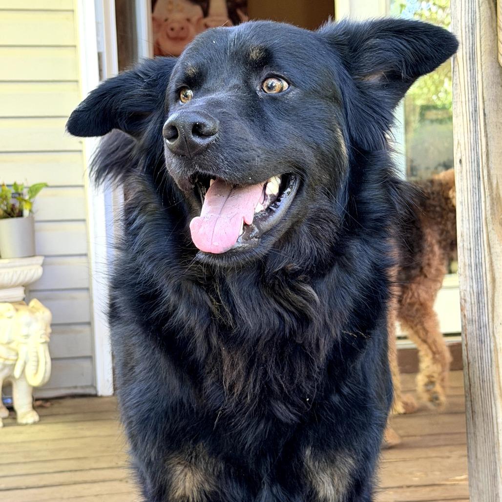 Coach, a Adoptable mixed breed in Rossville, GA image 5/6