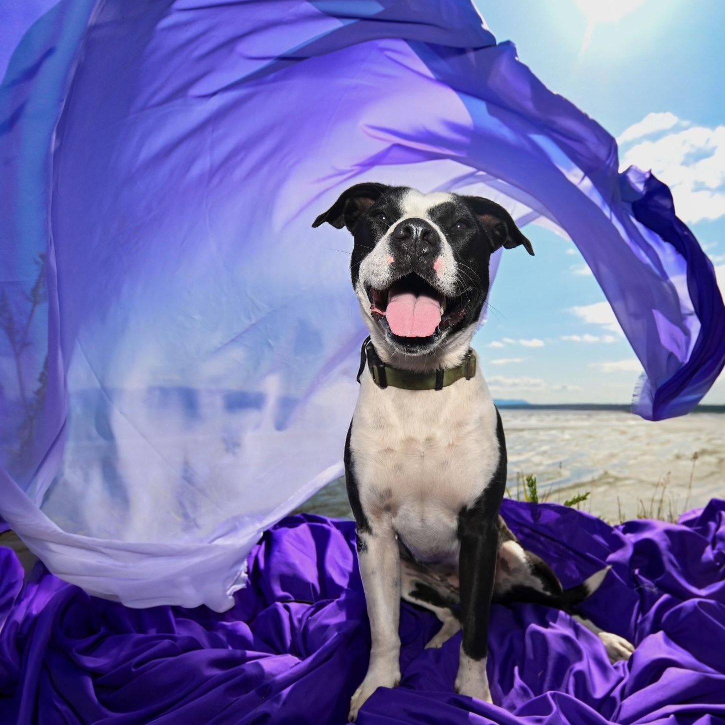 Mo Mo, a Adoptable mixed breed in Ferndale, WA image 5/5