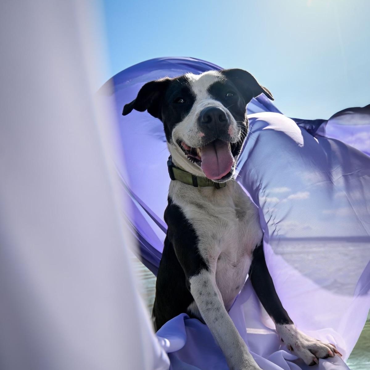 Mo Mo, a Adoptable mixed breed in Ferndale, WA image 1/5