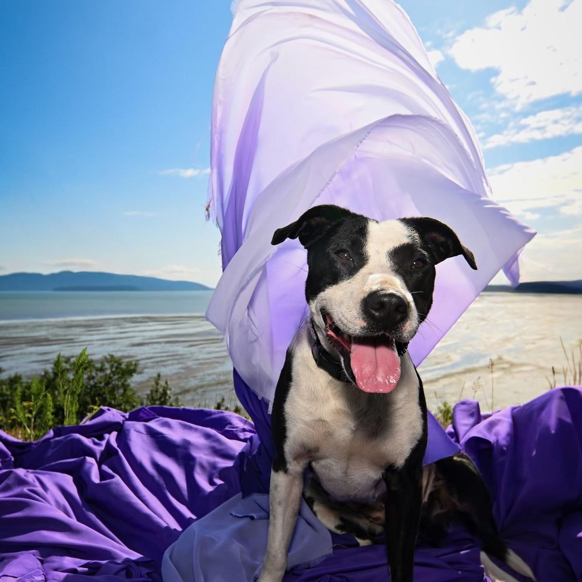 Mo Mo, a Adoptable mixed breed in Ferndale, WA image 4/5