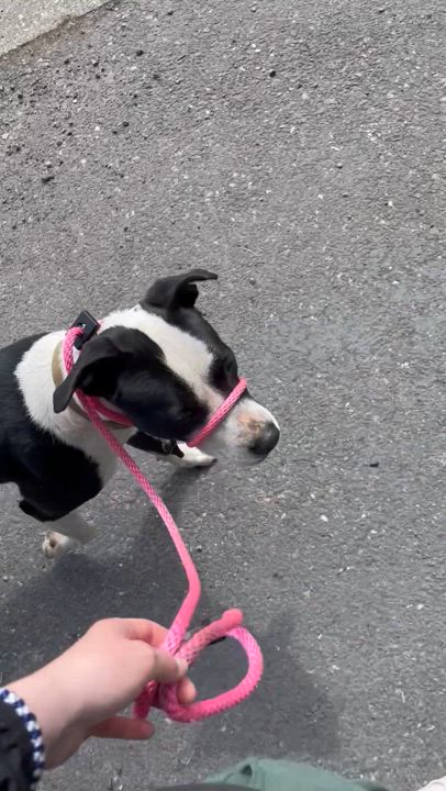 Enlarge Mo Mo, a Adoptable mixed breed in Ferndale, WA video 2/5