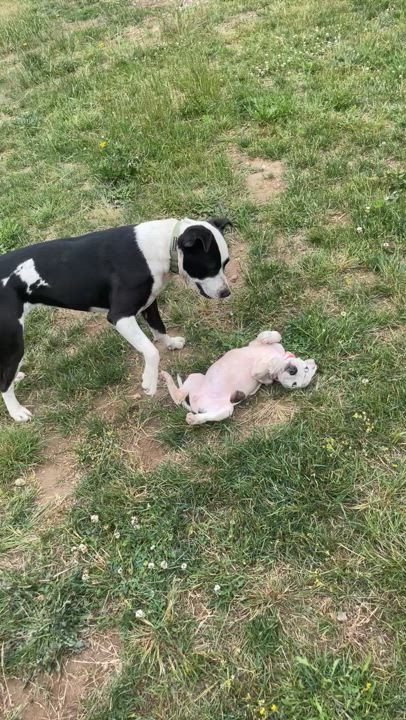 Enlarge Mo Mo, a Adoptable mixed breed in Ferndale, WA video 3/5