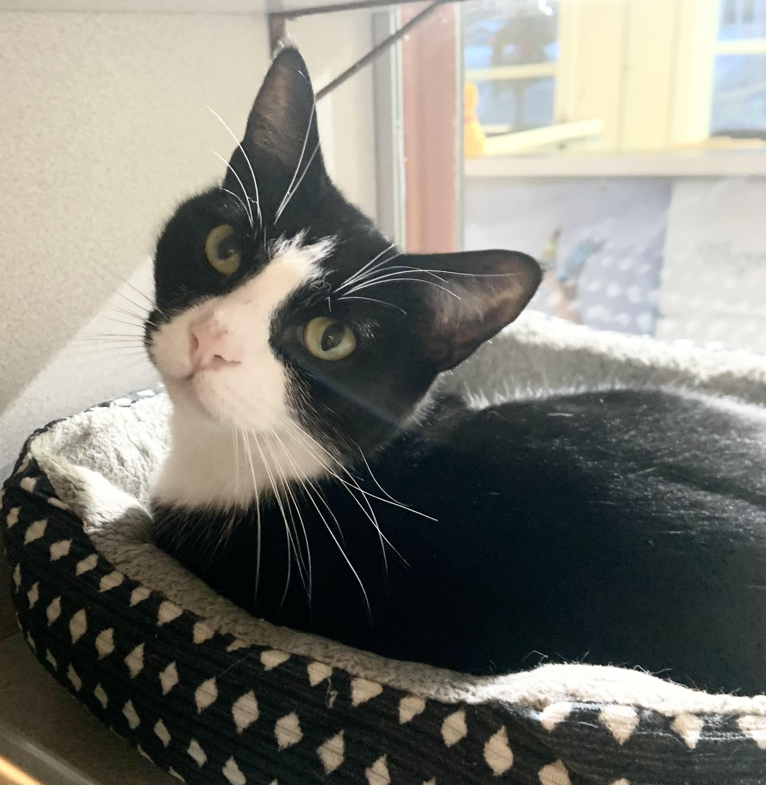 Sylvester, ADOPTABLE, Adult Male Domestic Short Hair.