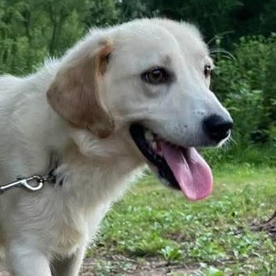 Enlarge Bowie, a Adoptable mixed breed in Jay, NY image 6/6