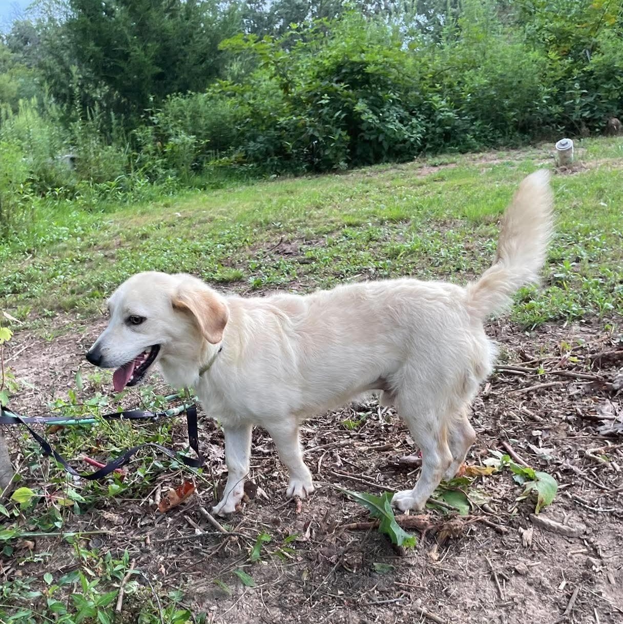 Enlarge Bowie, a Adoptable mixed breed in Jay, NY image 5/6