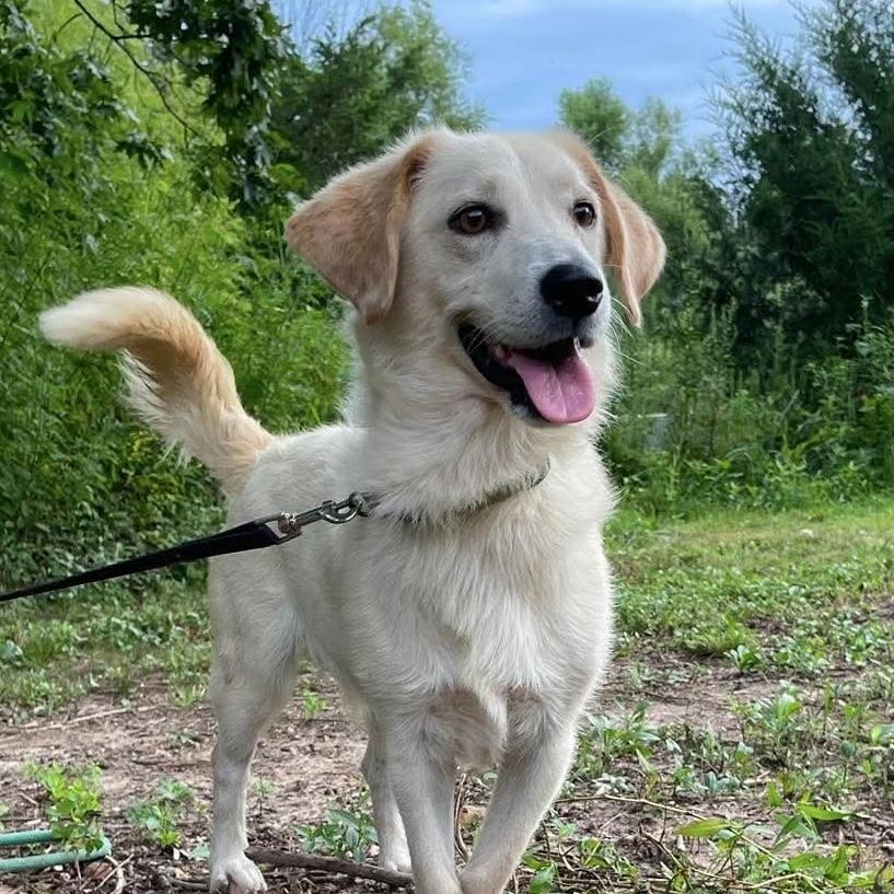 Enlarge Bowie, a Adoptable mixed breed in Jay, NY image 1/6