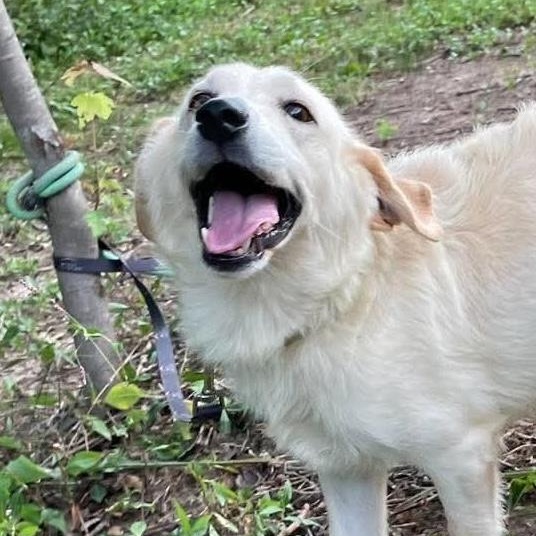 Enlarge Bowie, a Adoptable mixed breed in Jay, NY image 4/6