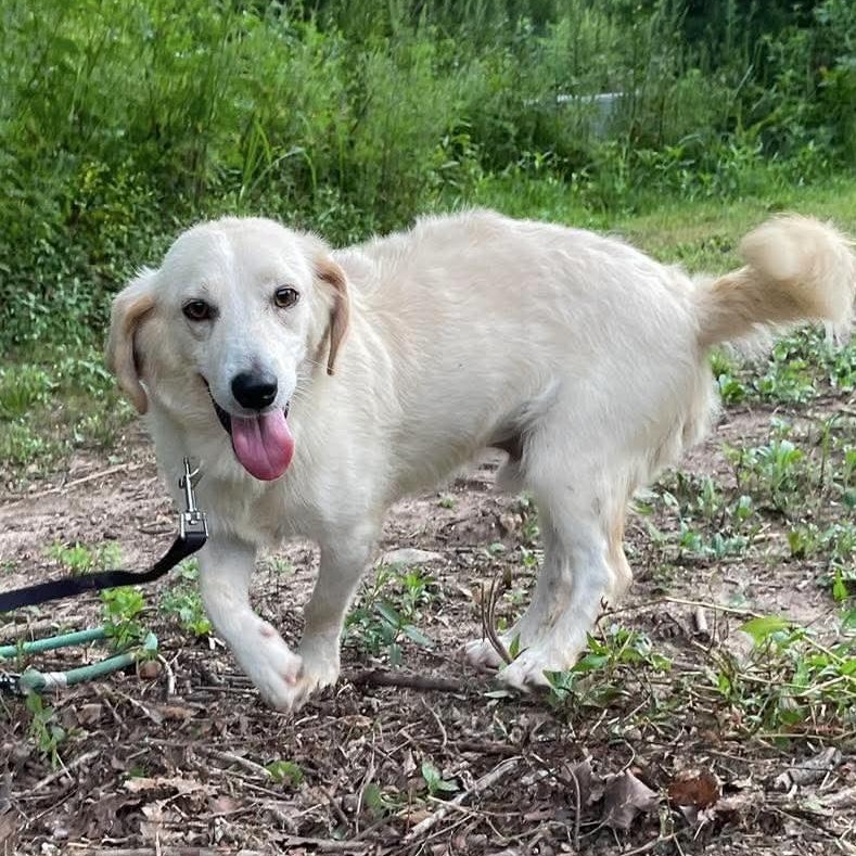 Enlarge Bowie, a Adoptable mixed breed in Jay, NY image 3/6