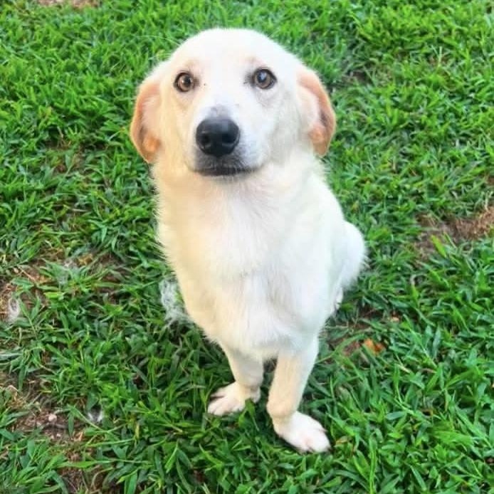Enlarge Bowie, a Adoptable mixed breed in Jay, NY image 2/6
