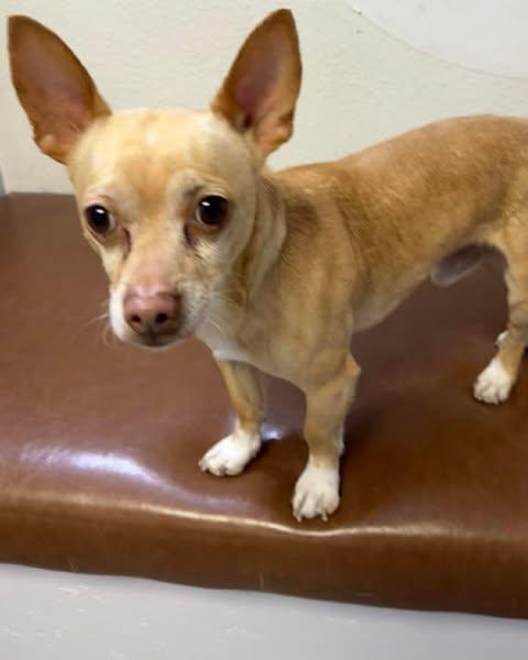 Joey, adopted, Young Male Chiweenie.