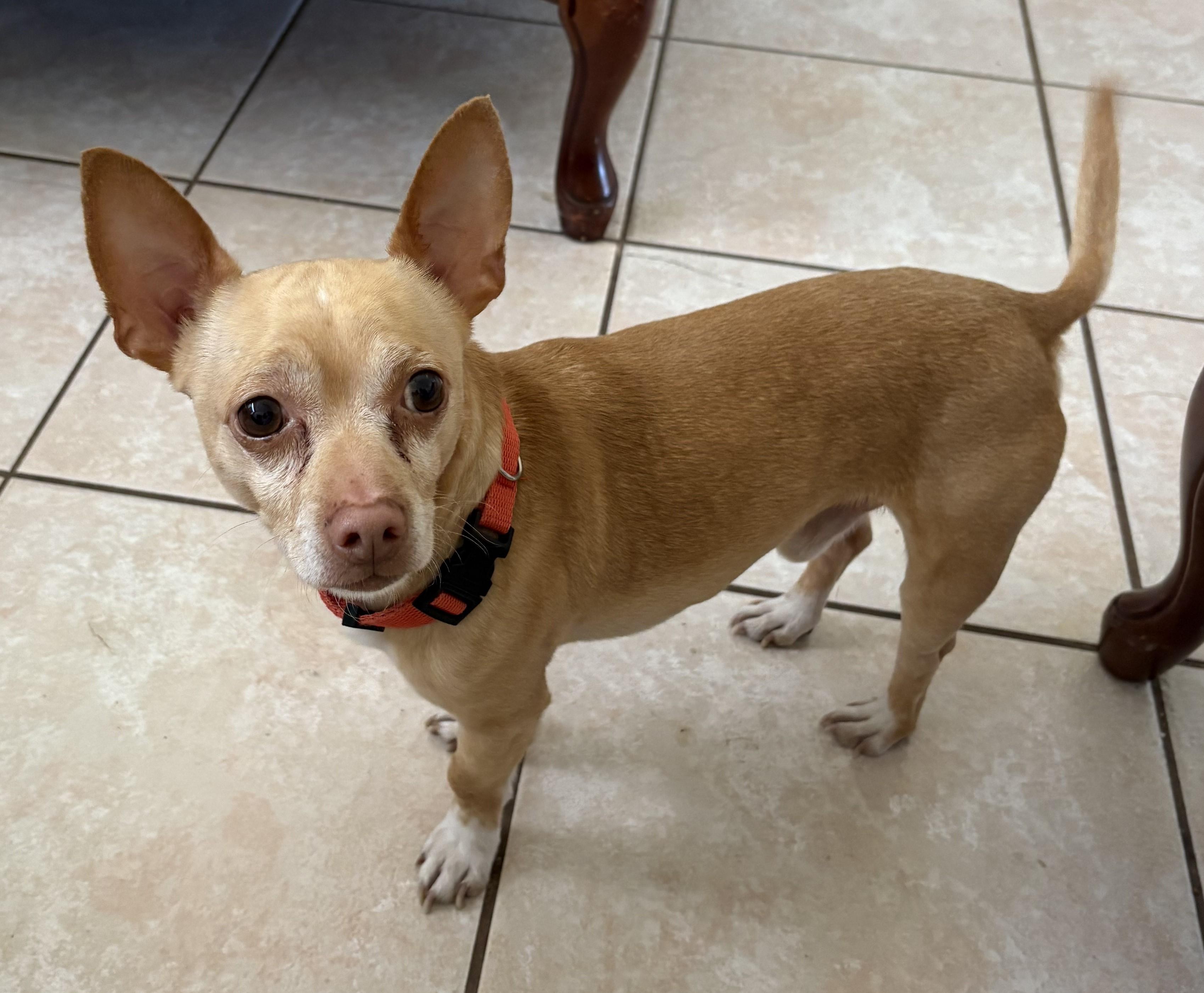 Enlarge Joey, an adopted mixed breed in Las Vegas, NV image 2/2