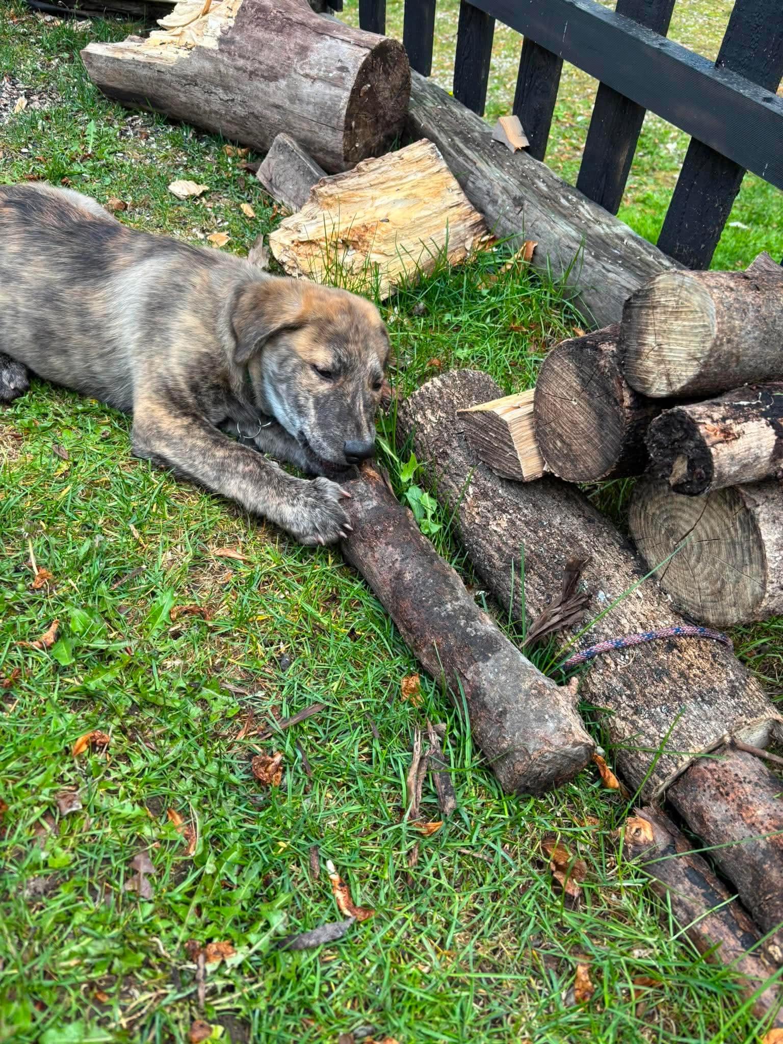 Benny, an adopted Mixed Breed in De Pere, WI image 3/3