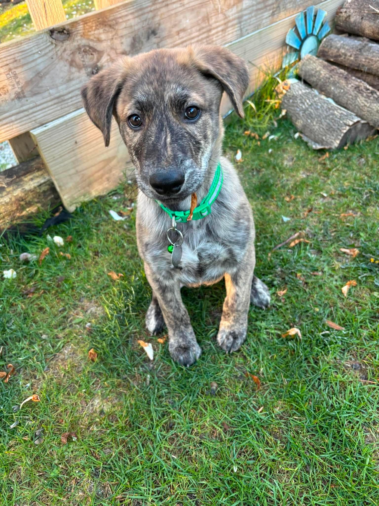 Benny, adopted, Puppy Male Mixed Breed.