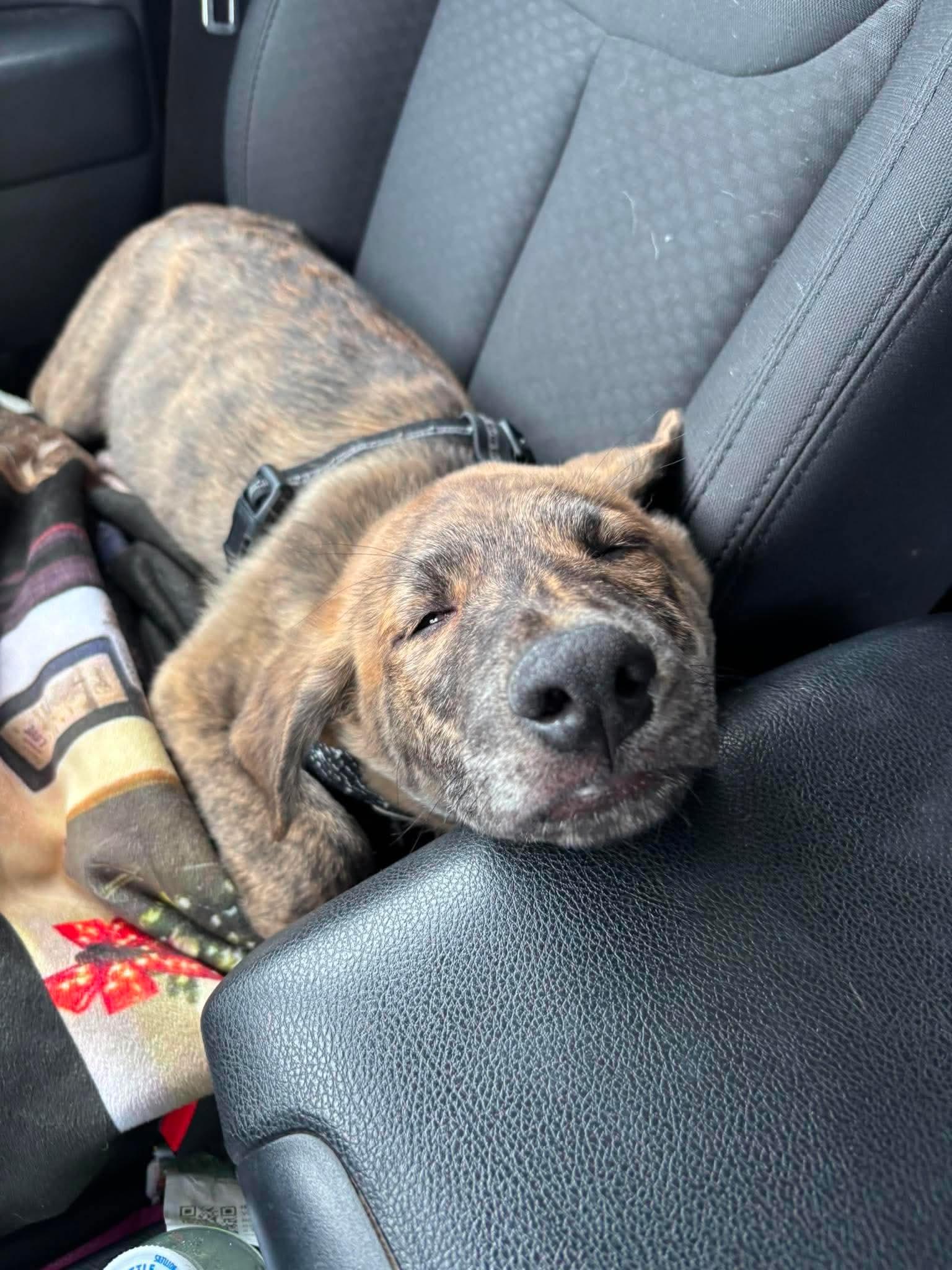 Benny, an adopted Mixed Breed in De Pere, WI image 2/3