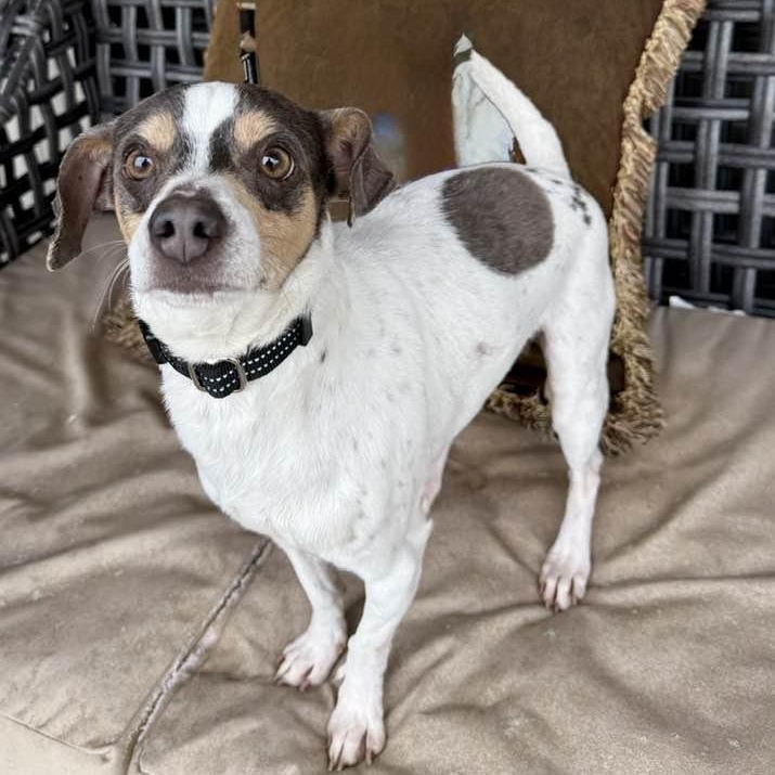 Enlarge Trigger, an adoptable mixed breed in Washington, PA image 2/3