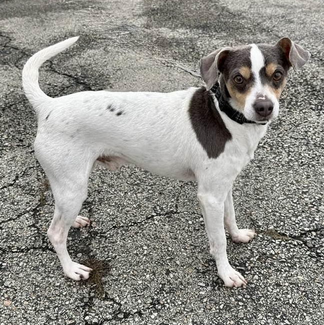 Enlarge Trigger, an adoptable mixed breed in Washington, PA image 3/3