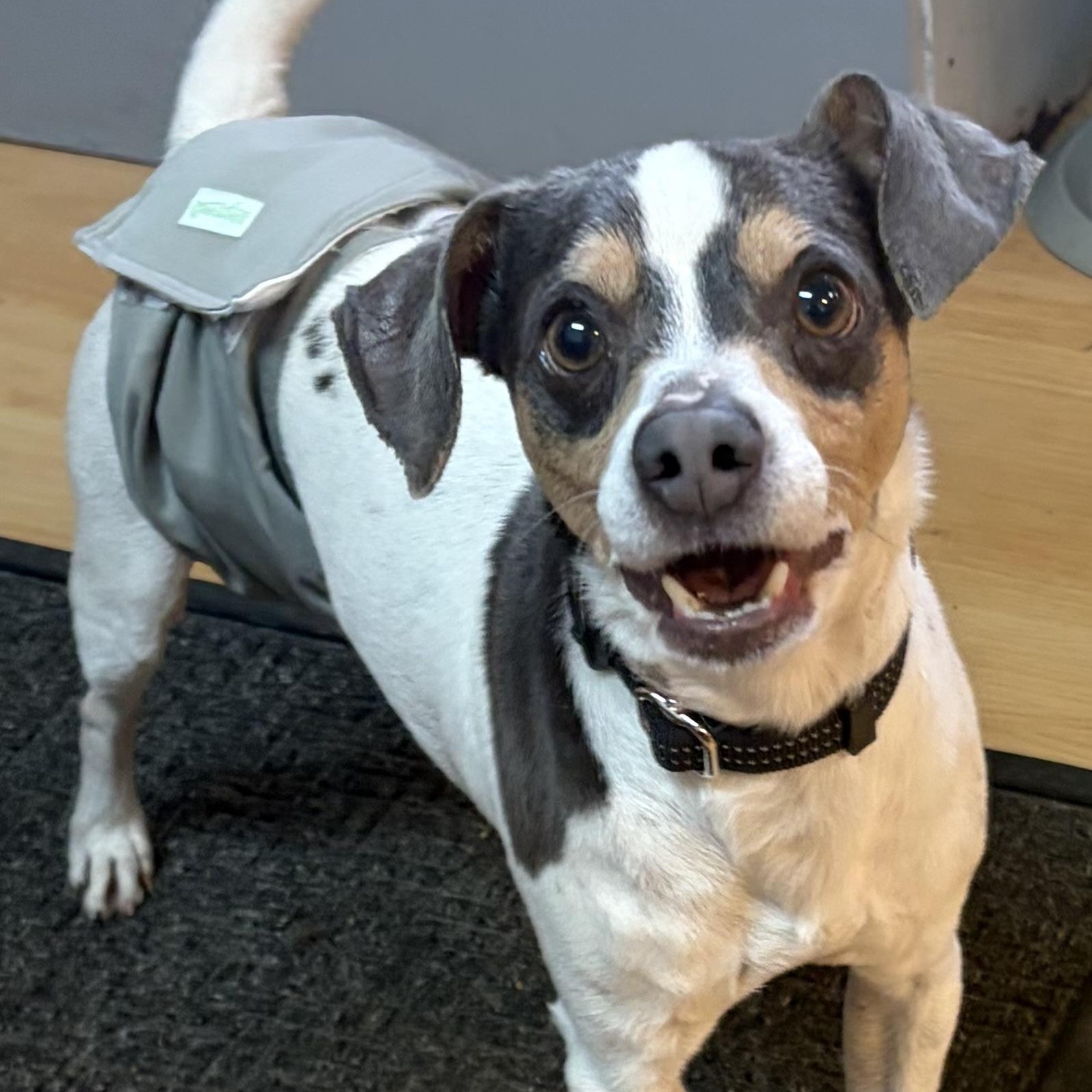 Enlarge Trigger, an adoptable mixed breed in Washington, PA image 1/3