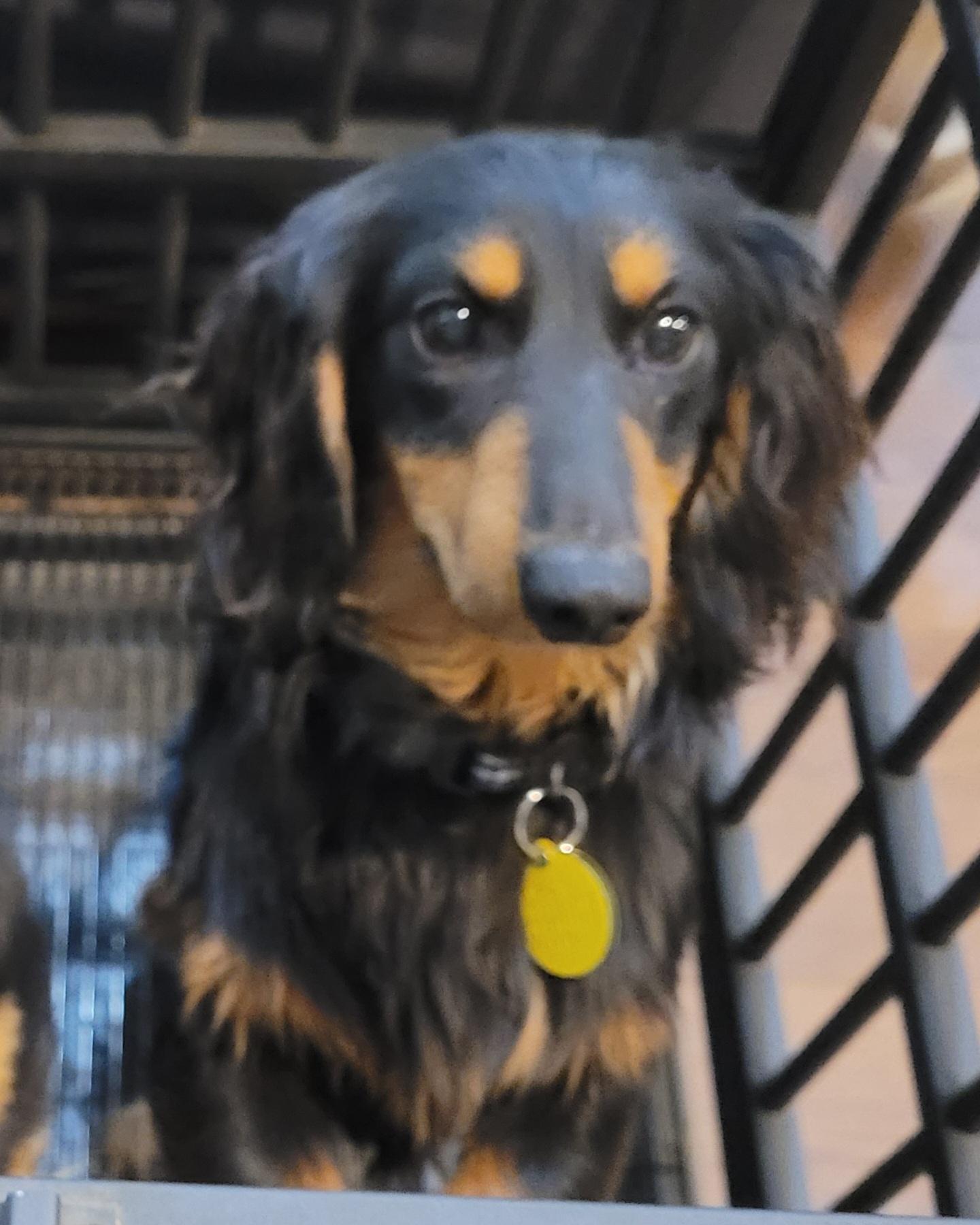 Rasel, adopted, Puppy Male Dachshund (Miniature Long Haired).