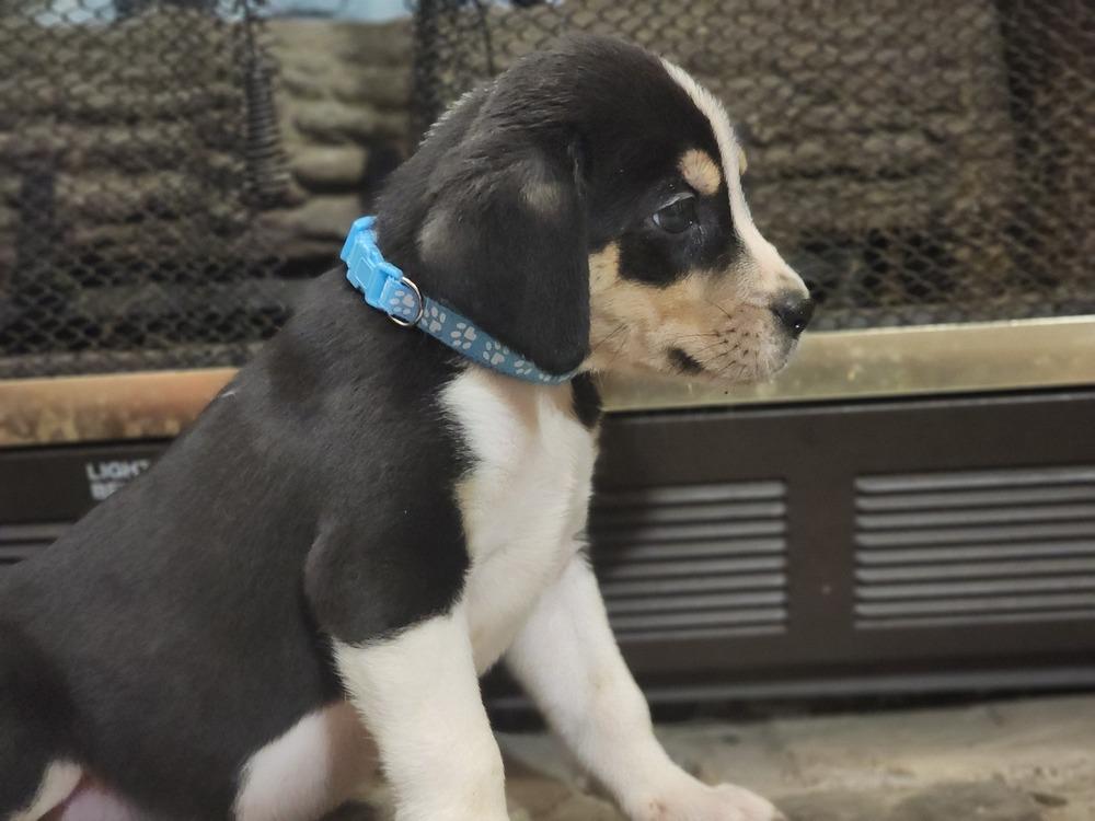 Enlarge Vector, a Adoptable mixed breed in Waterloo, IN image 1/3